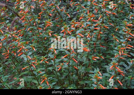 Cigar plant (Cuphea ignea). Called Cigar flower, Firecracker plant and Mexican cigar also Stock Photo