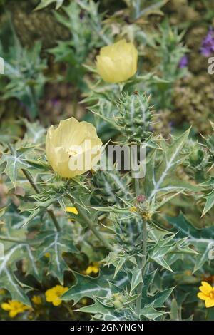 Mexican poppy (Argemone mexicana). Called Mexican prickly poppy, Flowering thistle and Cardo also Stock Photo