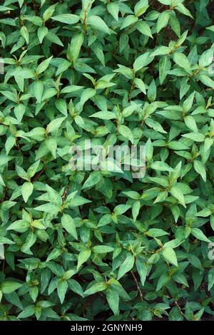 Vietnamese coriander (Persicaria odorata). Called Vietnamese mint, Vietnamese cilantro, Hot mint, Laksa leaf and Praew leaf also Stock Photo