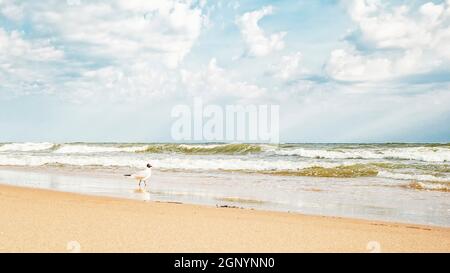 Seagull on the seashore with the beach against the background of the undulating sea and the sky with clouds Stock Photo