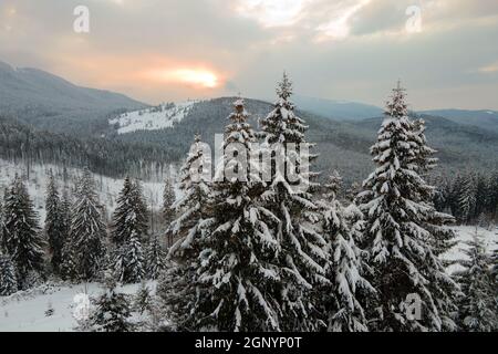 Aerial winter landscape with spruse trees of snow covered forest in cold mountains in the evening. Stock Photo