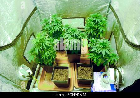 Home Grown Cannabis plants. Skunk marijuana plants (Cannabis sativa) being grown in pots. The leaves and flower heads of this plant contain the psycho Stock Photo