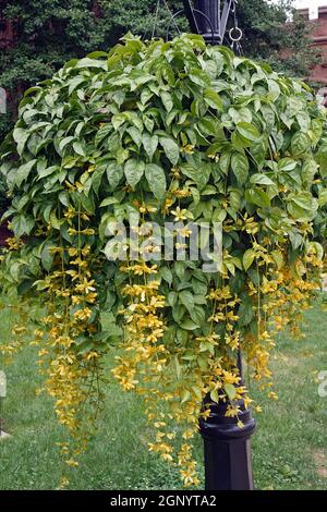Nong nooch vine (Petraeovitex bambusetorum) Stock Photo
