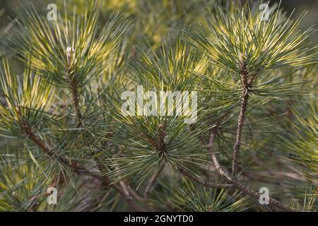 Beni Kujaku japanese pine (Pinus x densi-thunbergii 'Beni Kujaku'). Hybrid between Pinus densiflora and Pinus thunbergii Stock Photo