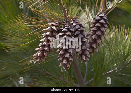 Loui Eastern white pine (Pinus strobus 'Louie') Stock Photo