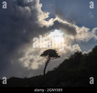 Silhouette of a tree on a cliff with a dramatic cloudscape at Cwm-Yr-Eglwys, Dinas, Pembrokeshire, Wales. UK Stock Photo