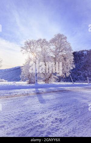 Idyllic winter landscape: snowy trees and fields, mountain range in background Stock Photo