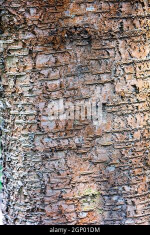 Natural texture of old cherry tree bark. Cherry tree trunk close-up. Tree bark texture Stock Photo
