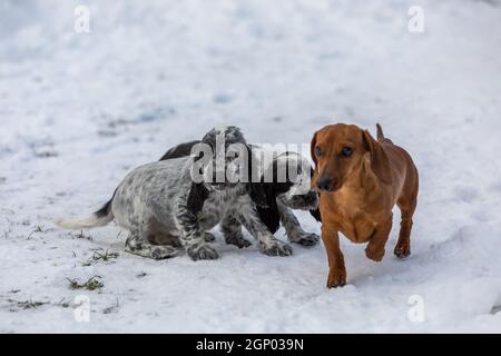 Cute small pure breed dog English Cocker Spaniel and dachshund, puppy in snowy winter garden. Breeding station, descendants of European champions. Stock Photo