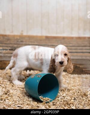 small dog, cute purebred English Cocker Spaniel puppy on breeding station, descendants of European champions. Stock Photo