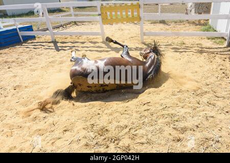 After bathing, the horse fell on its back and is lying on the ground Stock Photo