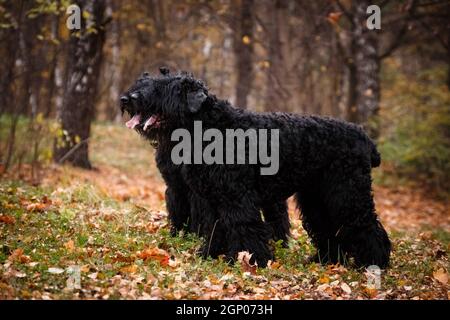 Large sales black terrier