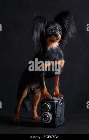 A small black and red tan dog dog-photographer of the Russian Toy breed (toy terrier) stands on a black background in a studio indoors with a medium f Stock Photo