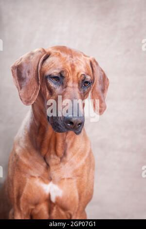 Gray store rhodesian ridgeback