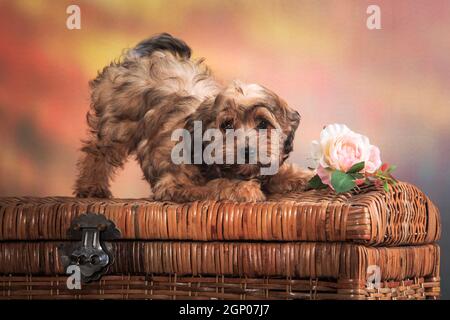 One small curly red puppy, breed Russian colored lapdog, stands up booty on a large wicker chest, next to a rose, on an autumn spotted orange backgrou Stock Photo