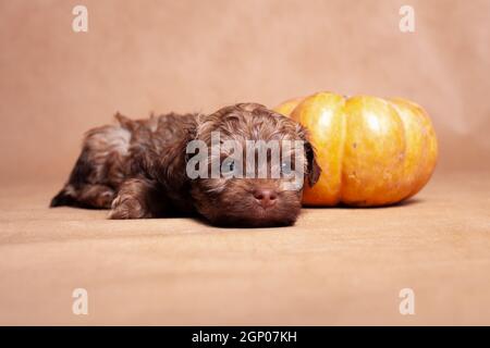 Little red color curly puppy of decorative breed of dogs Russian colored lap-dog, lies in the studio on a beige background indoors, with an orange pum Stock Photo
