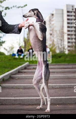 large greyhound dog
