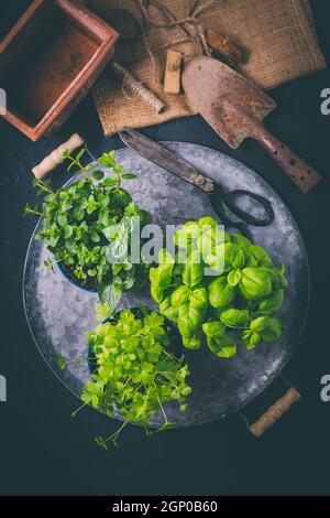 Replanting herbs - plants in pots, green garden on a balcony. Urban gardening, urban, junge and home planting Stock Photo