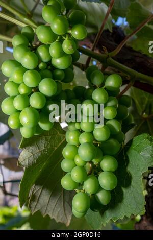 Two Green grapes hanged on a vine with green leaves. Close-up. Stock Photo