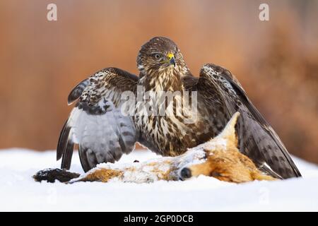 Common buzzard, buteo buteo, standing next to prey on snow with spread wings. Wild brown bird looking aside on the dead foxt on meadow in winter. Maje Stock Photo