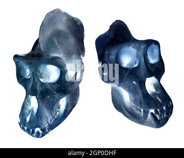 Gorilla skull in X-rays. Photo with ape bones. Stock Photo