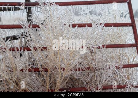 Ice covered tall grass in front of fencing . High quality photo Stock Photo