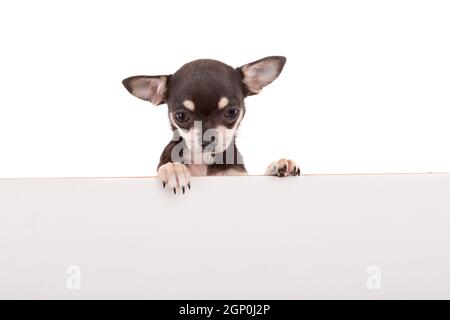 Chihuahua puppy above white banner. isolated Stock Photo