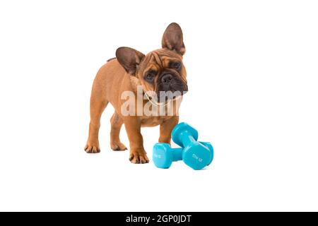 Funny French Bulldog puppy going on a diet, isolated over white Stock Photo