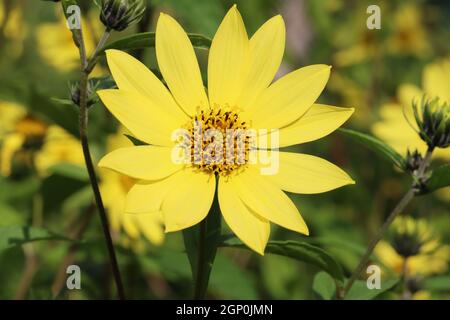 a beautiful flower of Helianthus 'Lemon Queen' as a close-up with a natural blurry background Stock Photo