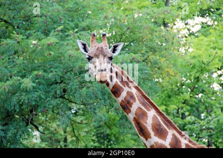 head of spotted giraffe on background of green foliage. Tallest animal in the world. The giraffe is looking forward. Tall giraffe eat leaves at zoo. T Stock Photo