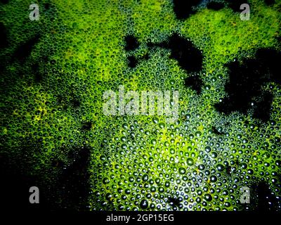 Green foam and foam bubbles on the surface of the water in the pond. Bubbles texture Stock Photo