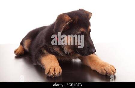 German Shepherd dog, isolated over white Stock Photo