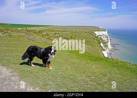 Bernese Mountain Dog standing on the grass, White Cliffs of Dover walk Stock Photo