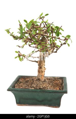 Bonsai Isolated over white background Stock Photo - Alamy