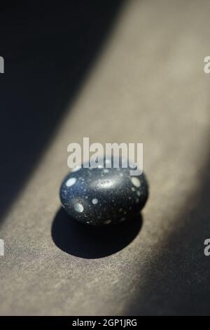Black pebble stone with white spots on it at black sunny table. Stock Photo