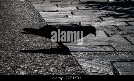 Silhouette of pigeon sitting near the edge on a stone Stock Photo