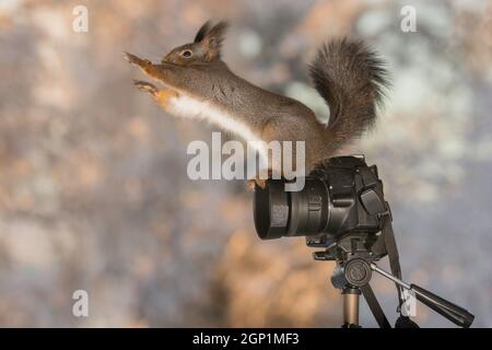 close up of red squirrels on a camera reaching out Stock Photo