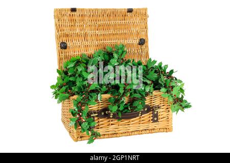Christmas decoration of  a Holly garland in a wicker basket Stock Photo