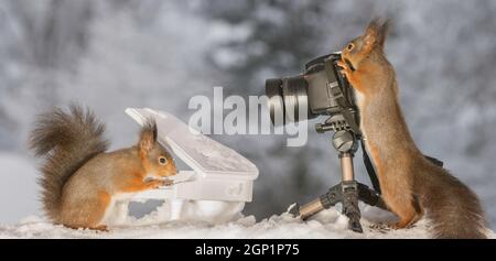 close up of two red squirrels with with a piano and a camera in the snow Stock Photo