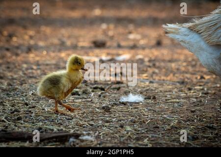 Gosling follows tail of mother across pen Stock Photo