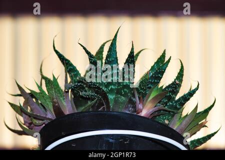 spiny leaves of a plant known as Aloe Vera (Aloe Barbadensis) , with a blurred transparent surface in the background. Stock Photo
