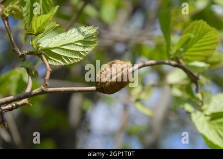 Ootheca mantis on the branches of a tree. The eggs of the insect laid in the cocoon for the winter are laid. Ooteca on a branch of hazelnut. Stock Photo