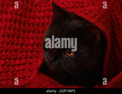 Young black cat with orange eyes lies under a red knitted blanket. Taking care of your pet in winter, protection from the cold. Selective focus close Stock Photo