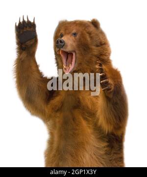 Taxidermy of a Kamchatka brown bear on white background Stock Photo - Alamy
