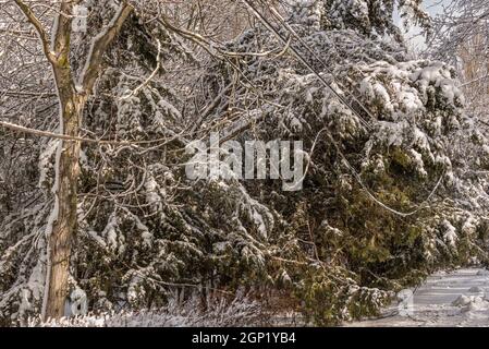 Broken tree branches fell on electric power lines. Electric power line hanging down under the weight of snow. Weather collapse. Stock Photo