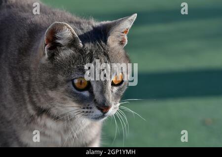 Portrait of a tabby cat looking concentrated on something. Green background. Stock Photo