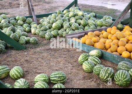 Collected in a pile of melons and watermelons. Rich harvest of watermelons and dyt in a heap at the point of sale directly at the field. Stock Photo