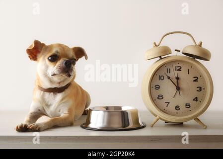 Chihuahua waiting for lunch next to his bowl and an alarm clock. Front view. Horizontal composition. Stock Photo