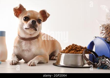 Food and accessories for walk, play and body care for the dog and chihuahua on wooden table white isolated background. Front view. Horizontal composit Stock Photo