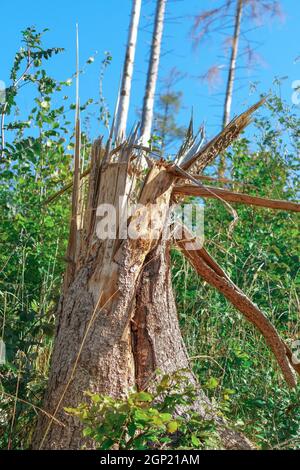 A broken tree trunk which has broken apart Stock Photo